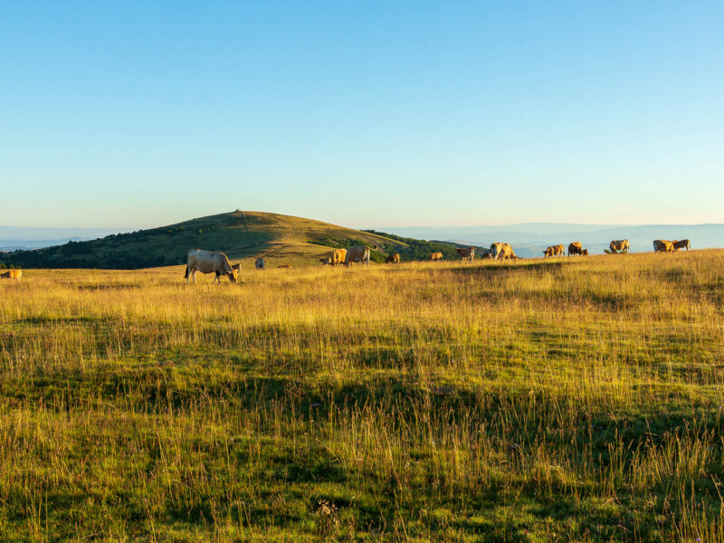IMG_14077845_PANORAMA_DU_MONT_AIGOUAL_LOZERE_48