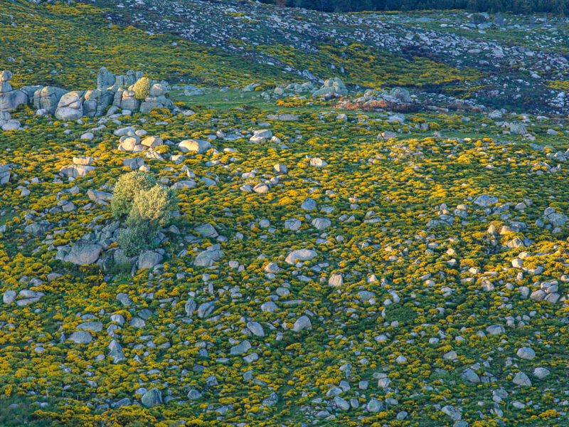 IMG_19065226_LOZèRE (48) PONT DE MONTVERT SUD MONT LOZèRE PARC NATIONAL DES CéVENNES CHAOS GRANITIQUE GENêTS EN FLEURS.